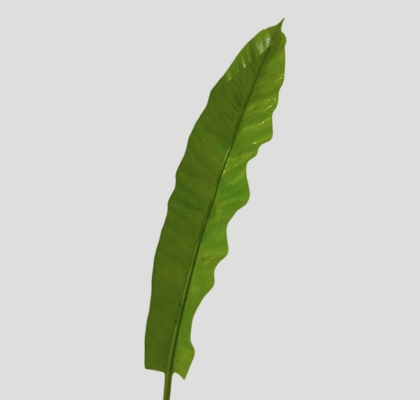 Helecho Kyoto 50cm (7 Dias - 2�)