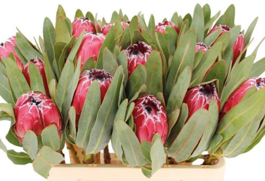 Protea Sheila 60cm (7 Dias - 2�)