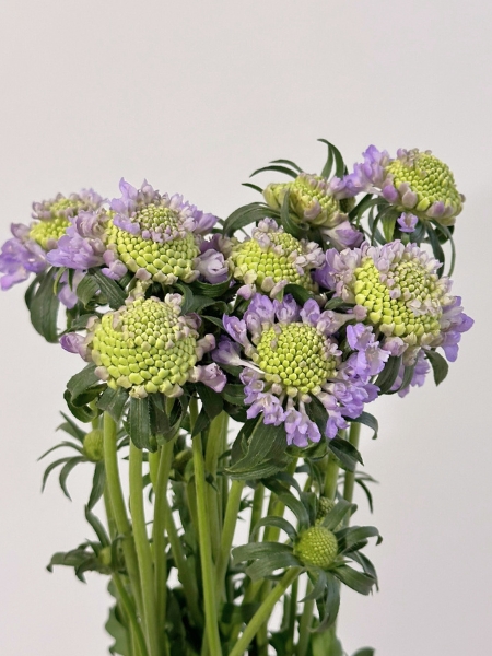 Scabiosa Nac. Malva 60cm (7 Dias - 2�)