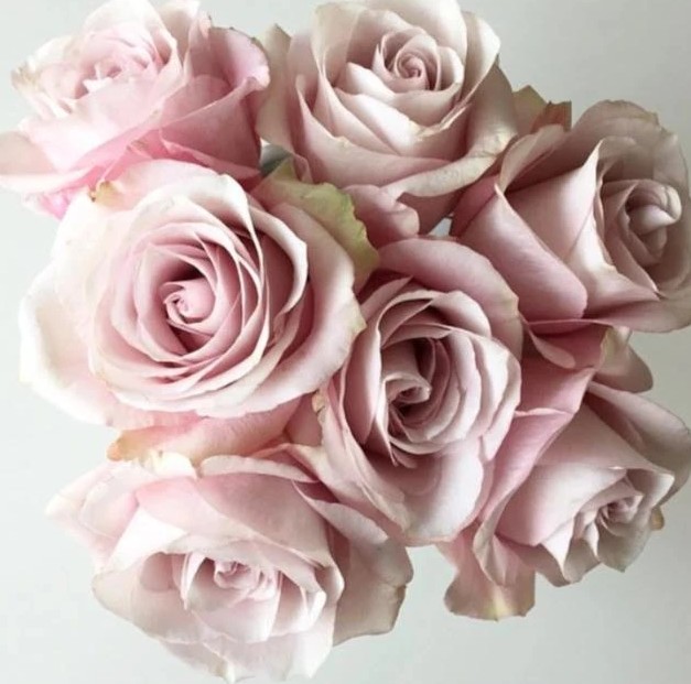 Rosa Col. Secret Garden 60cm