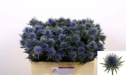 Eryngium Hol. Magnetar Star 60cm