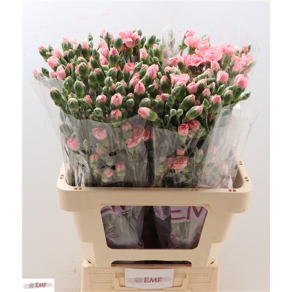 Clavel Hol. Mini Bubble Gum 60cm 45gr