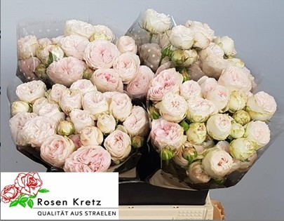 Ramificada Hol. Royal Wedding 30cm "Premium"