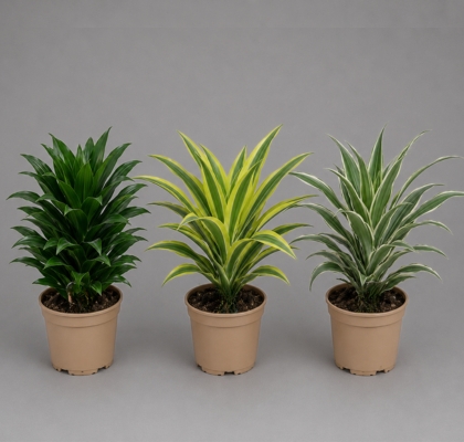 P. Dracena Hol Mix 17/50cm x6