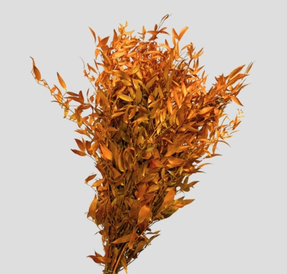 Ruscus Estabilizado Amarillo 70cm 100g