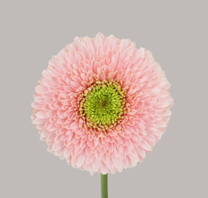 Gerbera Hol. Gb Himalia Rs. "T25"