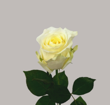 Rosa Hol. Avalanche 60cm Meijer A2 (7 Dias - 2�)