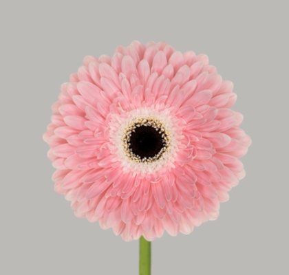 Gerbera Hol. Graceland Rs "T25" (7 Dias - 2�)