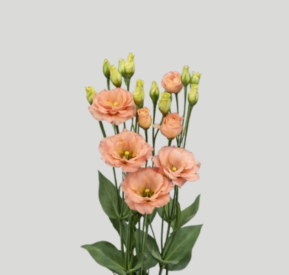 Lisiantus Hol. Sabrina Orange 70cm 55gr "T10" (7 Dias - 2�)