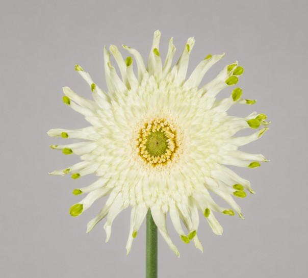 Gerbera Hol. Pasta Blondie "T15" (7 Dias - 2�)