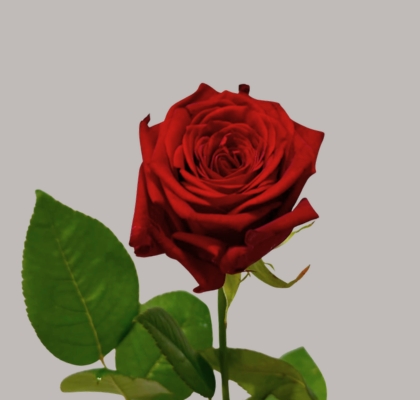 Rosa Hol. Red Naomi 40cm (7 Dias - 2�)