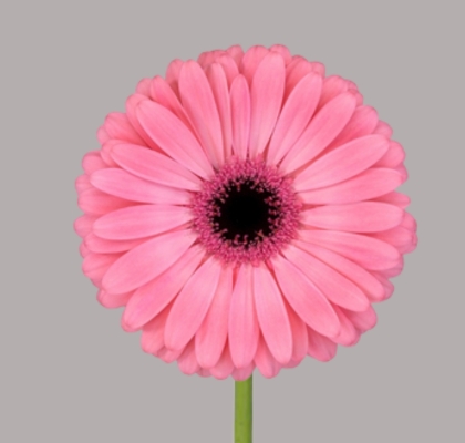 Gerbera Hol. Joyride "T25" (7 Dias - 2�)