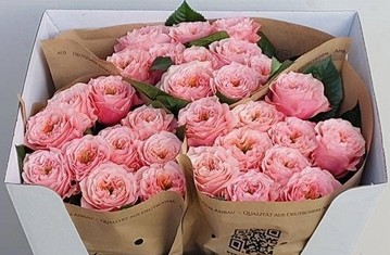 Rosa Hol. Elena 60cm Rs. (7 Dias - 2�)