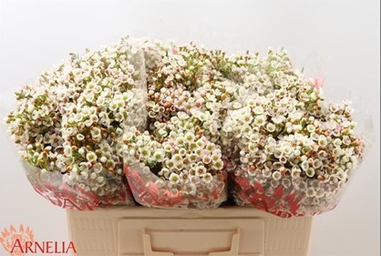 Flor Cera Hol. Morning Delight 60cm 20gr Bl. "T25"