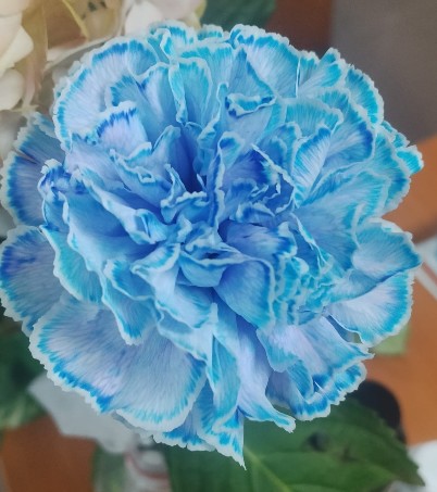 Clavel Col. Fancy Tint. Azul