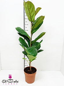 P. Ficus Hol Lyrata 21/125cm