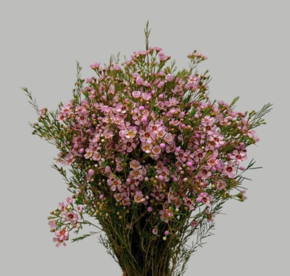 Flor Cera Hol. Un Early Nir 70cm 35gr Rs. "T25"