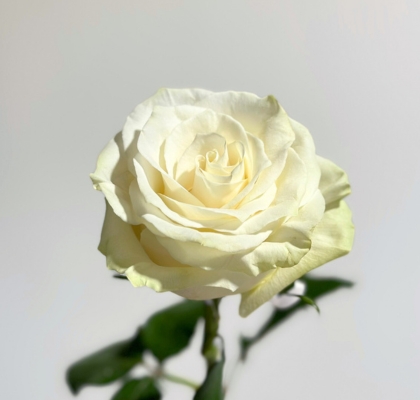 Rosa Col. Mondial 50cm "T10"