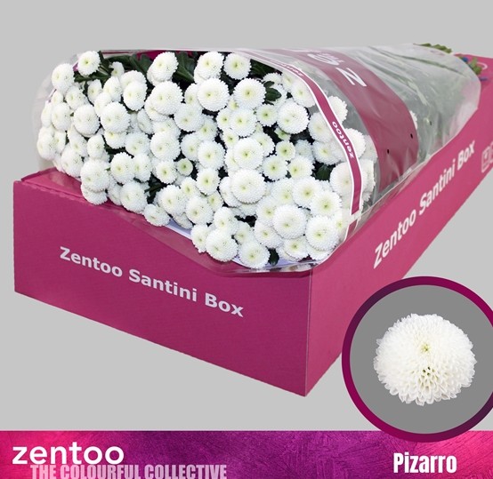 Santini Pizarro 1250gr "T25" Bl.