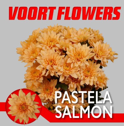 Margarita Hol. Pastela Salmon 90gr