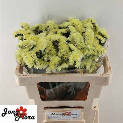 Statice Hol. Glossy Wings 50cm 20gr "T25" Am.