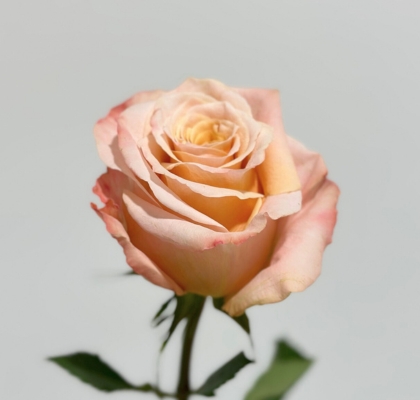 Rosa Ecu. Shimmer 60cm Sl. (7 Dias - 2�)