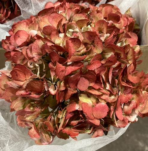 Hortensia Premium Antic Burgundy Classic 60cm �17/18 (7 Dias - 2