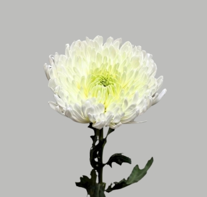 Uniflor Ecu. Magnum Blanco (7 Dias - 2�)