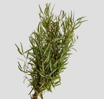 Eucalipto Italia Nicholii 70cm 300gr (7 Dias - 2�)