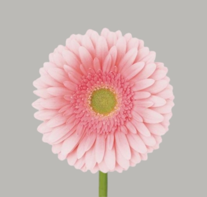 Gerbera Hol. Romella Rs. "T25" (7 Dias - 2�)