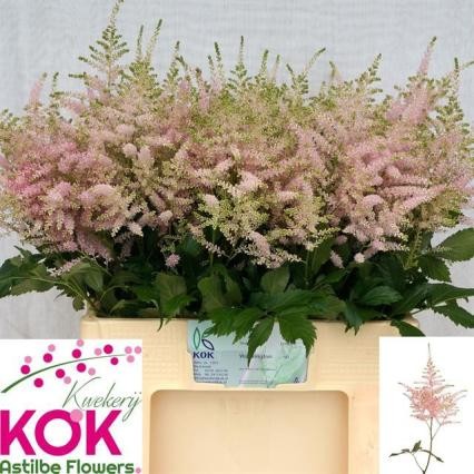 Astilbe Europa "KOK" 60cm (7 Dias - 2�)