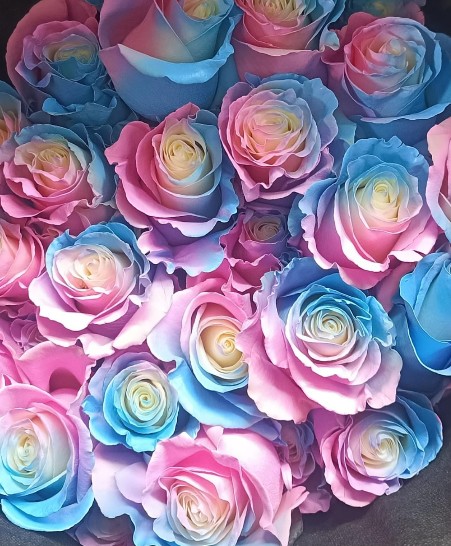 Rosa  Ecu.  Ligth Blue Pink 60cm