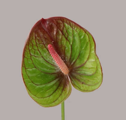 Anthurium Hol. Absolute �15  "CC10"