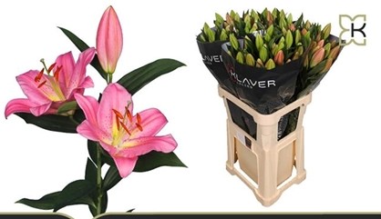 Oriental Hol. Rs. Passionne 85cm 2 fl.