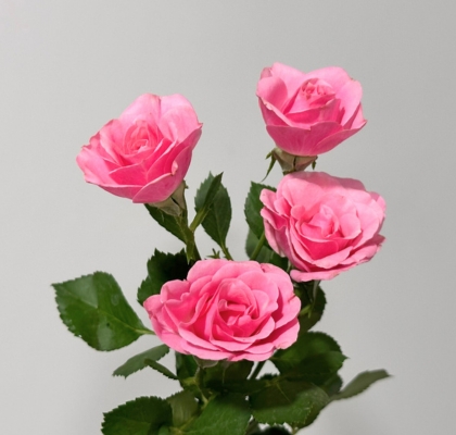 Ramificada Pink Boom 60cm