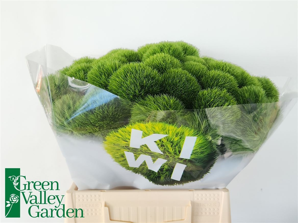 Dianthus Kiwi Cool 40cm "T30"