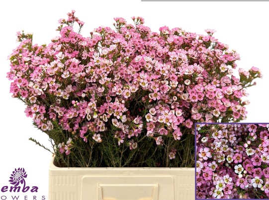 Flor Cera Hol. teinas Delight 60cm 25gr Rs. "T25"