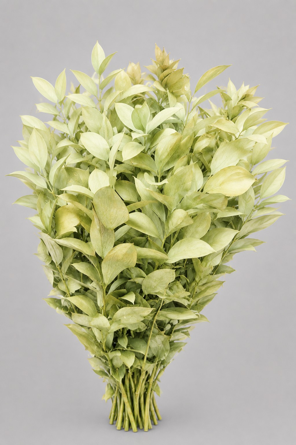 Ruscus Pintado Amarillo 80cm "T50"