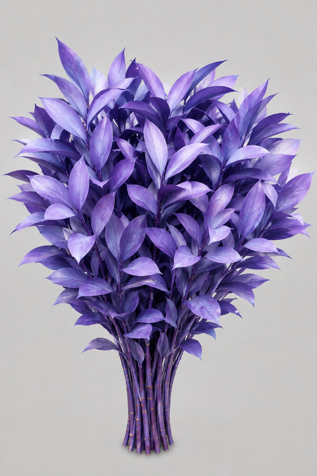 Ruscus Pintado Lila 80cm "T50"