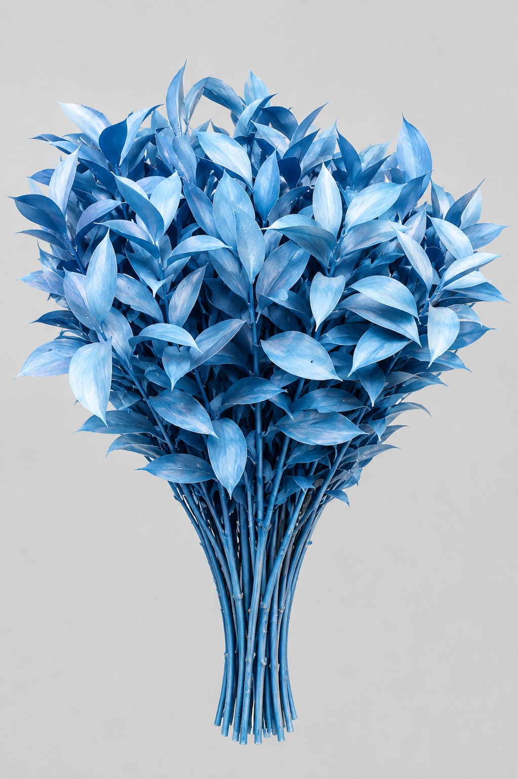 Ruscus Pintado Azul 80cm "T50"