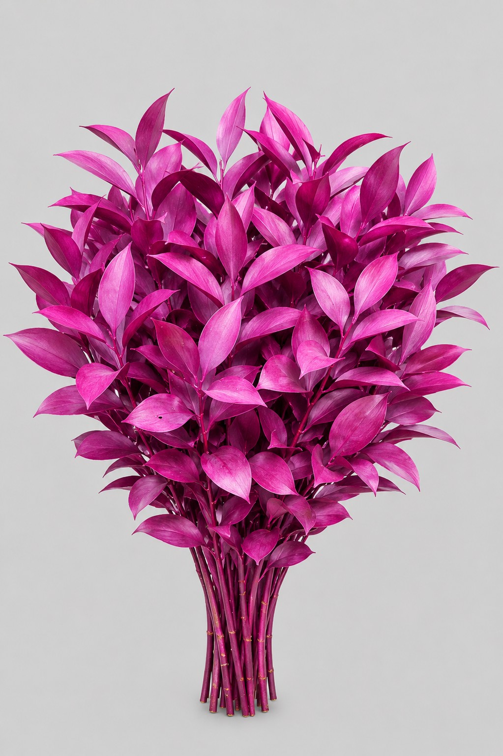 Ruscus Pintado Fucsia 80cm "T50"