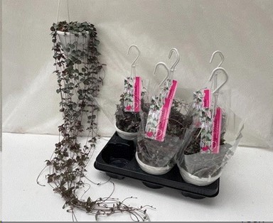 P. Ceropegia Woodii Sup 14/110cm x6