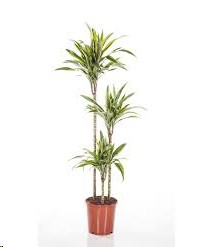 P. Dracena Hol. Lemon Lime 24/110cm 3.P (40/70/110)