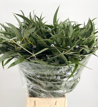 Eucalipto Globulus 65cm 300gr