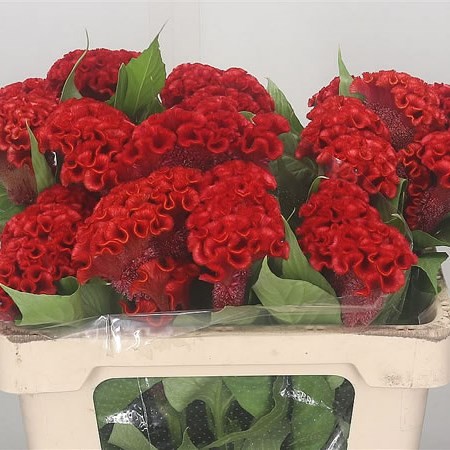 Celosia Cresta Smashing 55cm