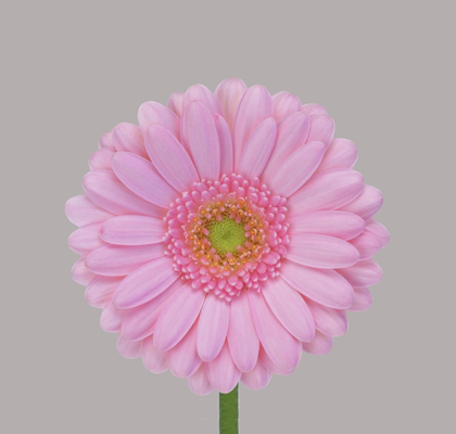 Gerbera Mini Hol. Kimsey Rs. "T30"