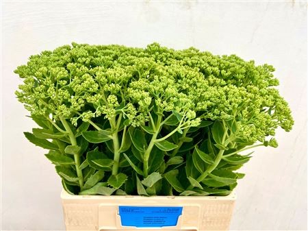 Sedum Hol. Spectabile "Apertura 1-2" 50cm "T25"