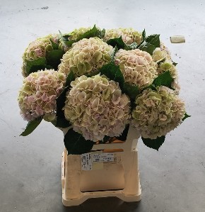 Hortensia Hol. My Matcha Classic 60cm �18/20