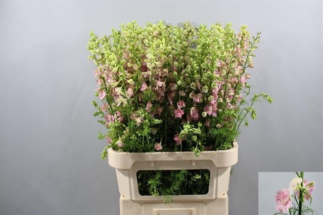 Delphinium Hol. Cons R Q Light Pink 80cm (7 Dias - 2�)