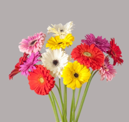 Gerbera Mini Hol. Mixta "T30" (7 Dias - 2�)